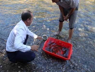 115 Bin Alabalık Munzur Çayı İle Buluştu