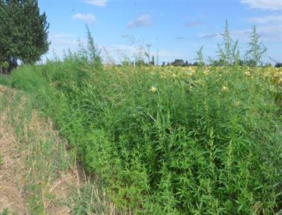 4 Milyon 205 Bin Kök Kenevir İmha Edildi