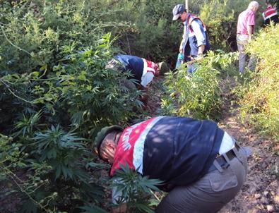 Başkent'te Kenevir Operasyonu