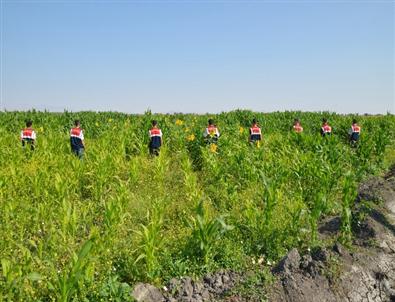 Ereğli’de Bin 500 Kök Hint Keneviri Ele Geçirildi