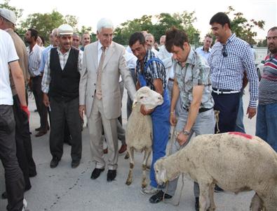 Karaman'da 165 Damızlık Koç Dağıtımı