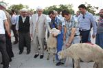 Karaman'da 165 Damızlık Koç Dağıtımı