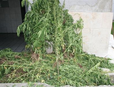 Pasinler'de 28 Bin 250 Kök Hint Keneviri İmha Edildi