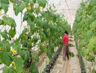 Simav Ekonomisini Seracılar Sırtladı