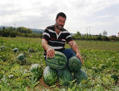 Trabzon’da Karpuz Üretiminin İkinci Hasadı Başladı