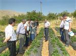 AHMET TURAN - Doğanyol’da Çilek Üretimi Yaygınlaşıyor