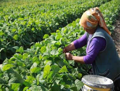 Akkuzulu Domates Şenliği 25 Ağustos’ta Yapılacak