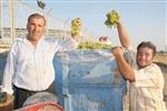 Kilis'te Üzüm Alımları Başladı