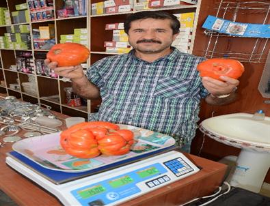 1,5 Kiloluk Domates Şaşırttı
