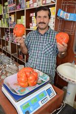 1,5 Kiloluk Domates Şaşırttı
