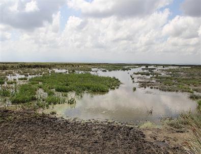 Kuş Cenneti'ndeki Yangında 10 Hektar Alan Zarar Gördü