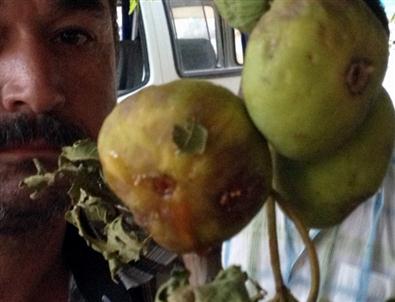 Nazilli Ziraat Odası'ndan Çiftçiye Destek Çağrısı