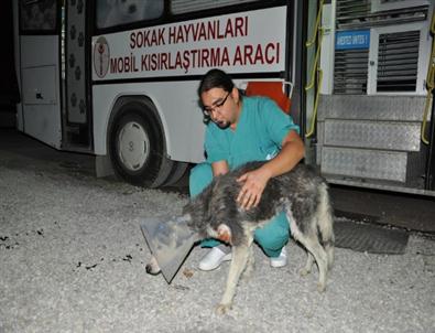 Akçay’da Sokak Hayvanları Kısırlaştırılıyor