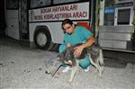 SOKAK HAYVANI - Akçay’da Sokak Hayvanları Kısırlaştırılıyor