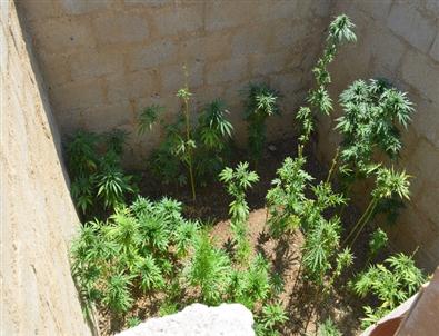 Jandarmadan Uyuşturucu Operasyonu