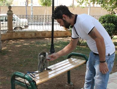 Bu Maymun Kola İçiyor ve Yüzüyor