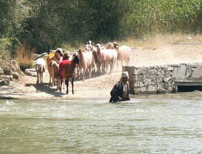 8 Asırlık Sudan Koyun Geçirme Geleneği
