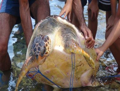 Caretta Carettalar Denize Girenlere Saldırdı
