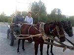 GELİN ARABASI - İlçenin Son At Arabacısı
