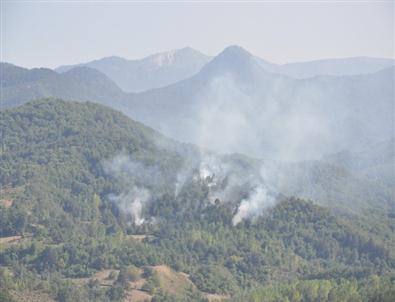 Piknik Ateşi 2 Hektarlık Alanı Kül Etti