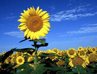 Ayçekirdeği kanseri önlüyor