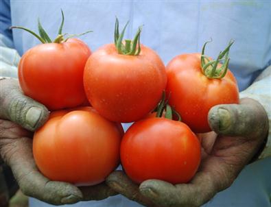 Domatesin Kilosu 35 Kuruşa Düştü