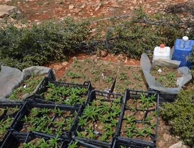 Elmalı’da 157 Kök Hint Keneviri Yakalandı