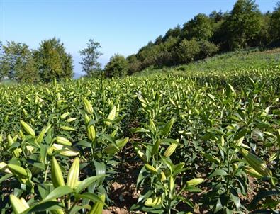 5 Bin Zambak Hasat Edilmeye Başladı