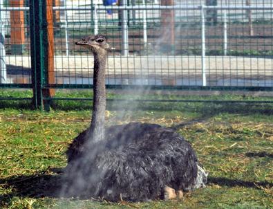 Harikalar Diyarı'nın Sakinleri Suyla Serinliyor