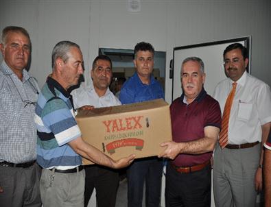 Kırkağaç’ta 430 Bin Çilek Fidesi Dağıtıldı