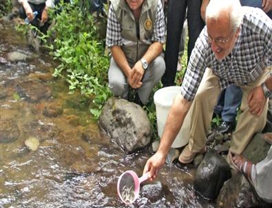 Rize’de Dereye 3 Bin Kırmızı Benekli Yavru Alabalık Bırakıldı