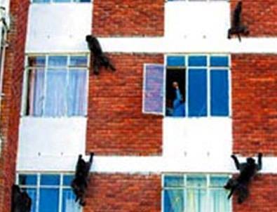 Hırsız maymunlar işbaşında