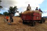 ATAERKIL - Gümüşhane'de Hasat Mevsimi Başladı