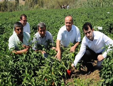 İslah Edilen Karaisalı Biberinin Verimi 2 Kat Arttı