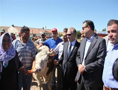 Nevşehir’de Üreticilere Gebe Düve Dağıtıldı