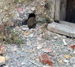 FUTBOL MAÇI - Kirpi Ot Yangınından Canını Son Anda Kurtardı