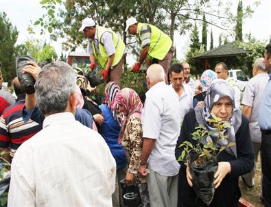 İlkadım'dan Ücretsiz Fidan Dağıtımı