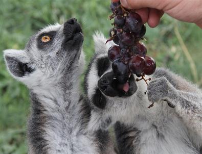 Bursa Zoo Parkta Onların Da Bayram Şekeri Buzlu Meyve Oldu