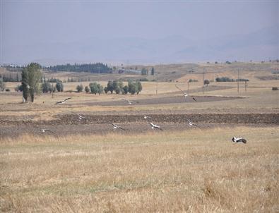 Leylekler Göçe Hazırlanıyor