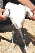 ELEKTRİK DİREĞİ - Yavru Leylek Yuvasına Bırakıldı