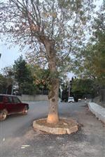 Yol Genişletme Çalışmaları Sonrasında Yolun Ortasında Kalan Ağaç Kesilmekten Kurtuldu