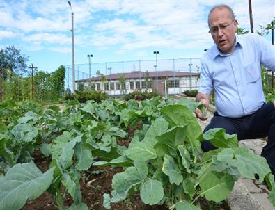 Karadenizli Karalahanadan Yağ Çıkaracak