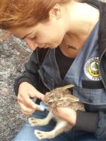 BORABOY - Yavru Tavşanı Ormancılar Kurtardı