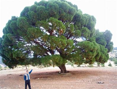 300 Yıllık Çam Ağacı Yoğun İlgi Görüyor
