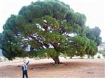 300 Yıllık Çam Ağacı Yoğun İlgi Görüyor