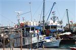 BISMILLAH - Didim’de Balıkçılar Balık Bolluğundan Memnun