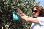 ZEYTİN YAĞI - Didim’de Zeytin Sineğiyle Organik Mücadele Ediliyor