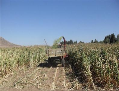 Silajlık Mısır Tarla Günü Yapıldı