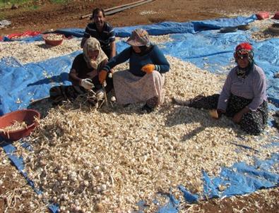 Araban’da Sarımsak Ekimine Başlandı