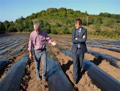Karadeniz’in En Büyük Çilek Tarlası Ordu’ya Kuruluyor